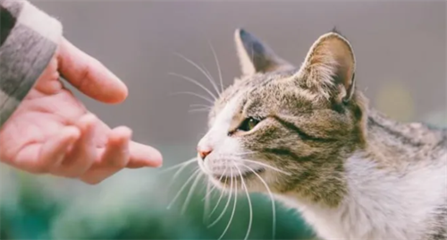 梦见被猫抓伤是什么预兆 孕妇梦见被猫抓伤是什么预兆