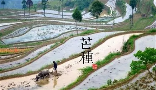 芒种节气是什么意思 芒种节气的来历和风俗