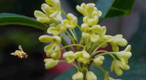 桂花树栽几棵为吉利 院前栽几棵桂花树吉利