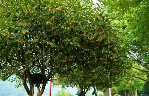 桂花树栽在院子里哪个位置好 桂花树栽在院子里什么地方好