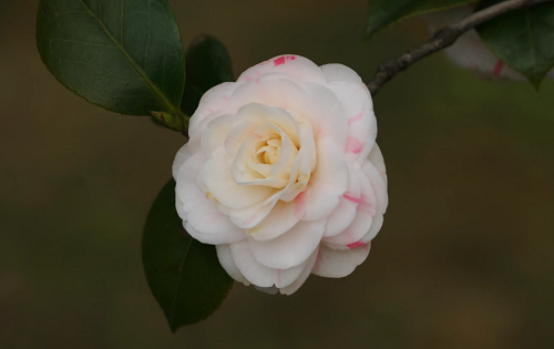 山茶花的寓意和象征 山茶花的寓意和象征风水