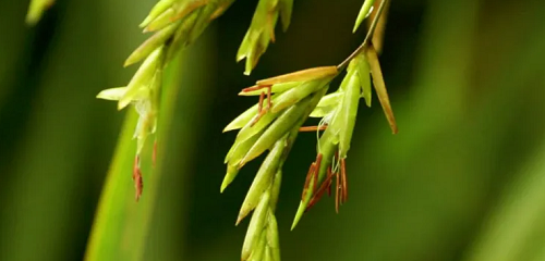 竹子开花意味着什么风水 盆栽竹子开花意味着什么