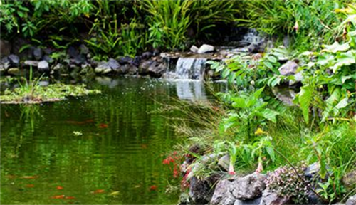 风水鱼池在什么位置好 鱼池在什方位风水好