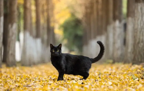 黑猫辟邪还是招邪 黑猫的寓意及象征