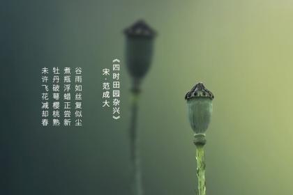 今年谷雨是哪一天2022，谷雨代表性植物