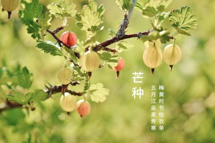 2022芒种日子好不好？芒种是秋季的一个节气吗？