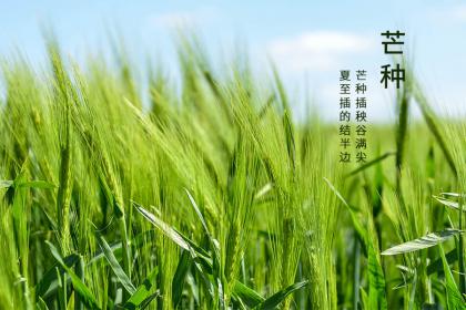 2022年芒种这天的喜神方位，芒种养生怎么食疗？