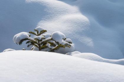 不同年份的属鼠人在大雪节气出生命运怎么样？