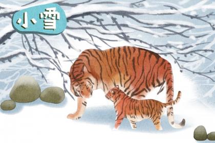 2022虎年小雪在几月几日？小雪出生的虎宝宝好吗