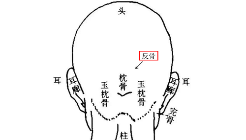 反骨长在哪个部位 反骨真正位置图片