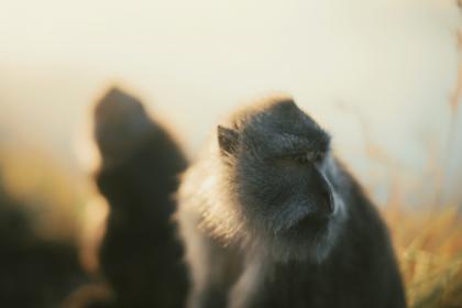 生肖猴男和鸡女配吗 在一起要注意什么