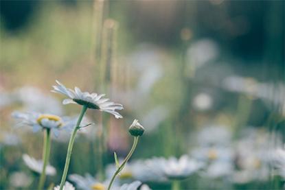 财星桃花是什么意思 女命正财坐桃花