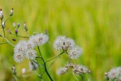 91年7月23日是什么命 农历六月十二出生命运