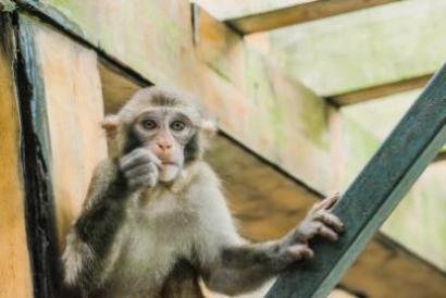 属猴人虎年戴什么化解 属猴虎年犯太岁如何化解