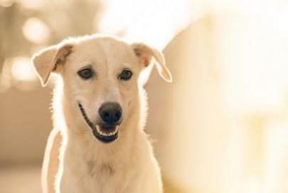 属马的人养条德国牧羊犬 属马的人养什么花旺财