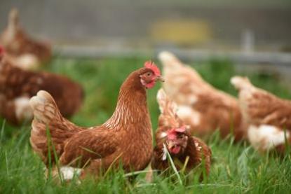 81年属鸡最佳车牌号 生肖如何选择车牌号