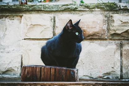 黑猫跟人回家好吗 猫跟着你走如何化解