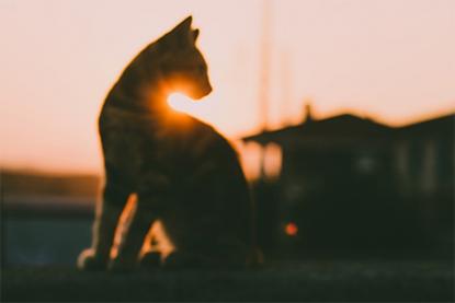 不认识的猫一直跟着我 陌生猫跑家里预示什么