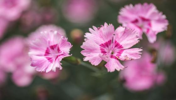 梦见石竹花是什么意思 梦见石竹花有什么预兆