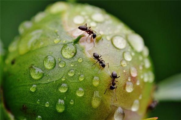 梦见嘴内有虫什么意思 梦见嘴内有虫预示什么