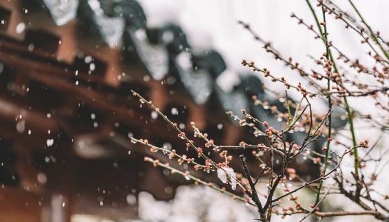 梦见梅花绽开是什么意思 梦见梅花绽开是什么预兆