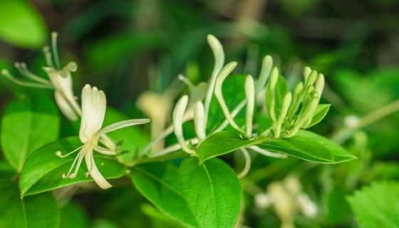 梦见金银花是什么意思 梦见金银花是什么预兆