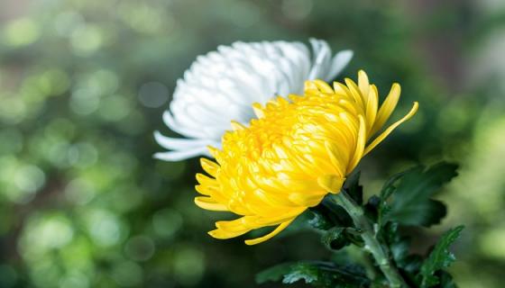 梦见黄菊花是什么意思 梦见黄菊花是什么预兆