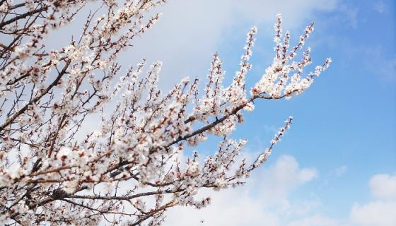 梦见梨花是什么意思 梦见梨花有什么预兆