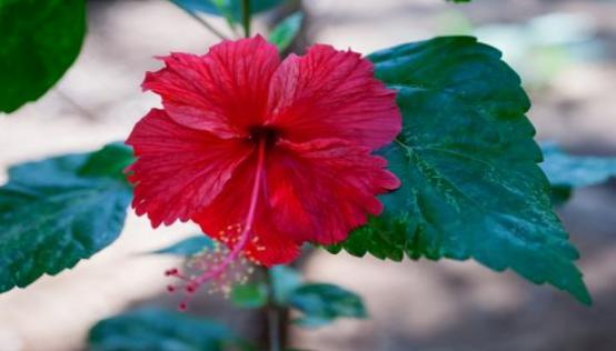 梦见芙蓉花是什么意思 梦见芙蓉花有什么预兆