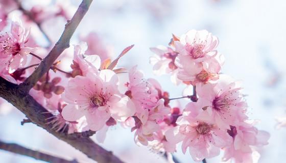 孕妇梦见桃花是什么意思 孕妇梦见桃花有什么预兆 