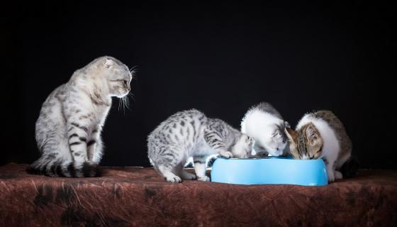 女人梦见猫是什么意思 女人梦见猫有什么预兆