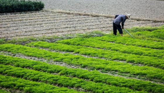 女人梦见香菜什么意思 女人梦见香菜什么预兆