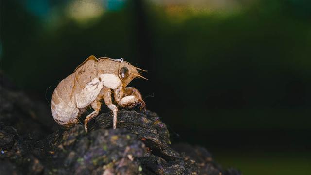 梦见很多虫子是什么意思