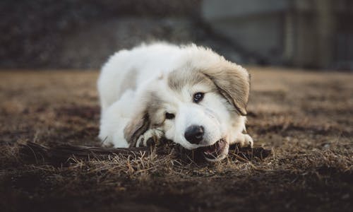 蛇狗相配吗