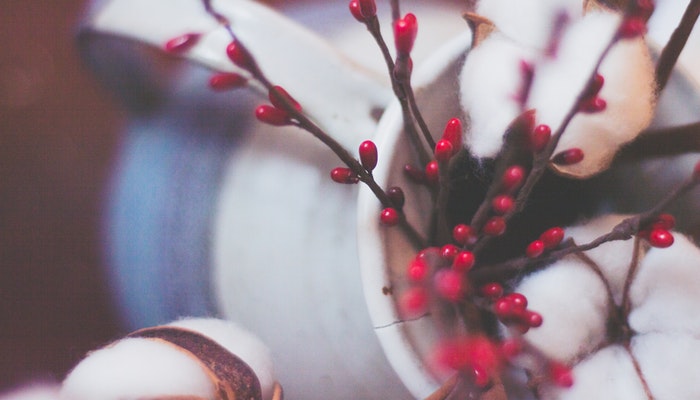 梦见棉花开的雪白