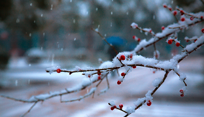 梦见飘雪花是什么意思