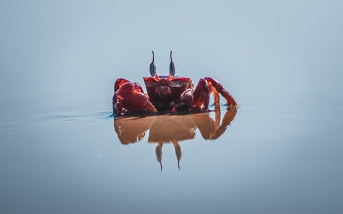 梦见大螃蟹是什么意思