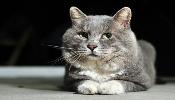 梦见猫屎