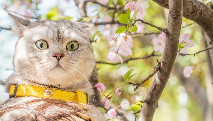 梦见猫屎