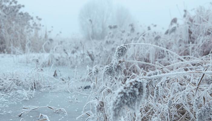 已婚女人梦见下雪预示着什么