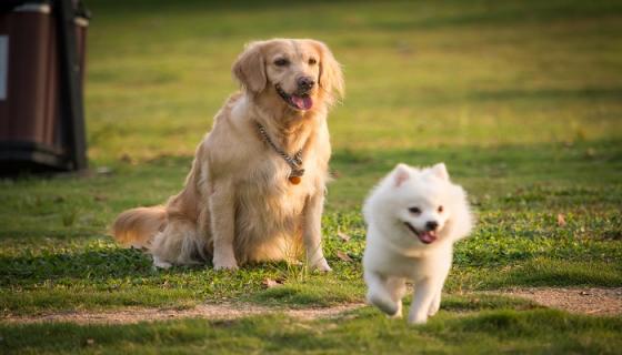 孕妇梦见狗一直追咬自己