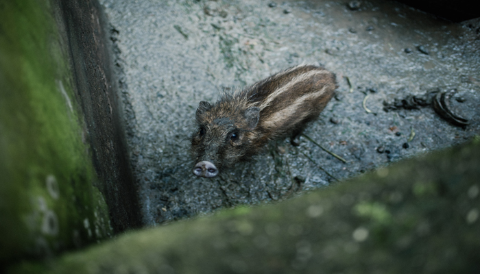 梦见被野猪追着跑