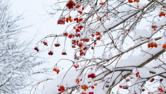 梦见下大雪了