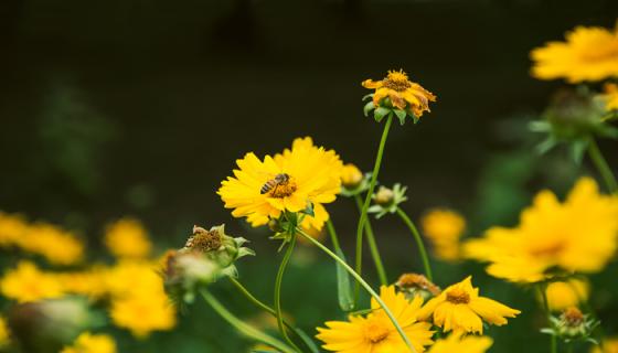 梦见黄花是什么意思