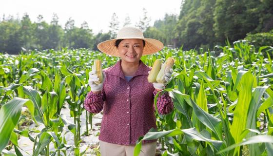 女人梦见一片玉米地