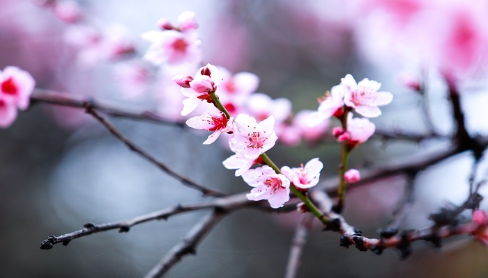 梦见开花是什么预兆