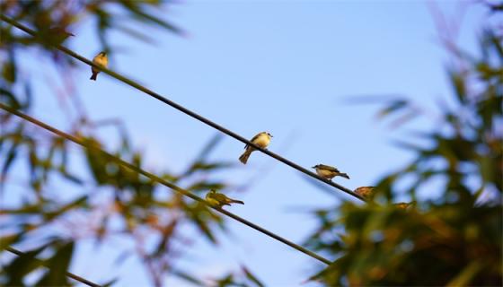 女人梦见小鸟是什么意思