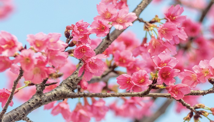 梦见樱花树盛开樱花