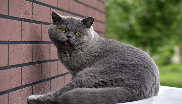 梦见打猫赶猫预兆