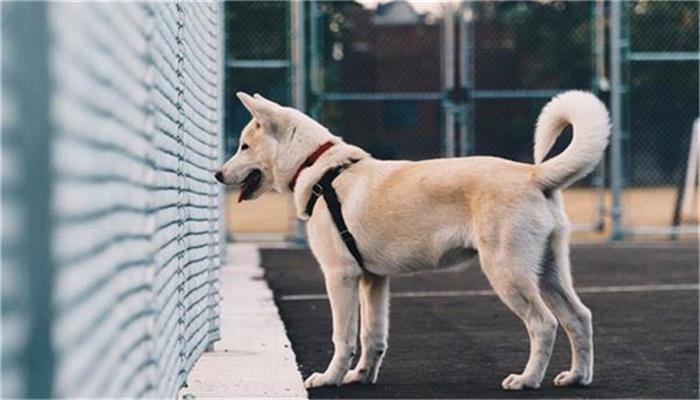 梦见别人的狗死了是什么预兆